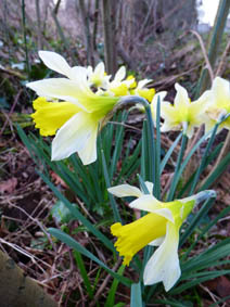 Narcissus pseudonarcissus ssp. pseudonarcissus